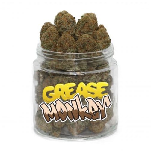 buy grease monkey cannabis strain online