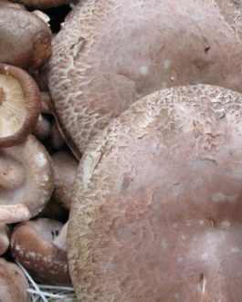 Portobello Mushrooms (200g)